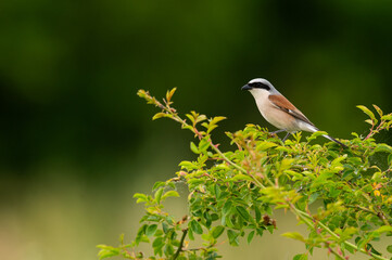Bird on a bush in close-up – perched on a branch in beautiful light