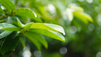 Nature themed background. Fresh green leaves that are wet after the rain. soft morning light. Cool atmosphere.
