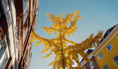 Vibrant Yellow Ginkgo Tree Between