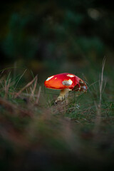 Close-up macro of a beautiful mushroom – autumn greenery