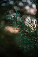 Lush nature close-up – vibrant greenery and flowers in the wind