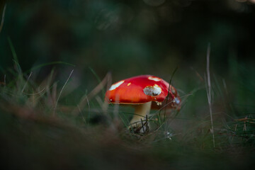 Close-up macro of a beautiful mushroom – autumn greenery