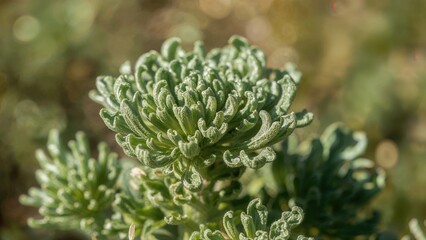 Close-up of succulent plant with curly, textured leaves in a natural outdoor setting.