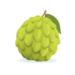 Cherimoya, clean 2D vector flat illustration in minimal and modern style on a white background.