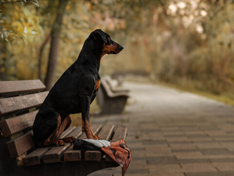 A black and tan German Pinscher sits on a park bench, waiting for its owner