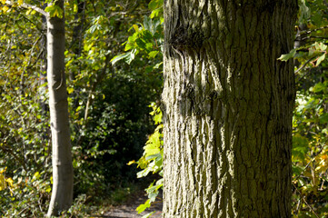 Textured Tree Trunk in Sunlit Forest with Winding Path