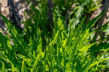 Malacothrix saxatilis is a species of flowering plant in the family Asteraceae. s cliff desertdandelion or cliff aster.Kenneth Hahn State Recreation Area, Baldwin Hills Mountains of Los Angeles