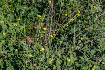 Hirschfeldia incana (formerly Brassica geniculata), flowering plant in the mustard family. shortpod mustard, buchanweed, hoary mustard. Kenneth Hahn State Recreation Area, Baldwin Hills Mountains 