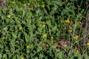 Hirschfeldia incana (formerly Brassica geniculata), flowering plant in the mustard family. shortpod mustard, buchanweed, hoary mustard. Kenneth Hahn State Recreation Area, Baldwin Hills Mountains 