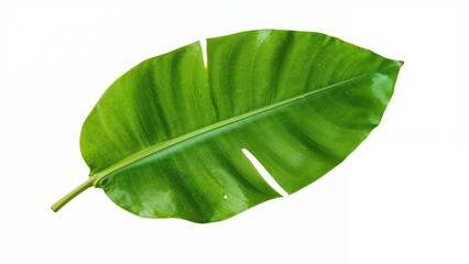 Fototapeta premium Green leaf with a torn edge on a white background.