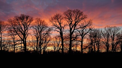 Fototapeta premium Tree silhouettes against a dramatic sunset sky.