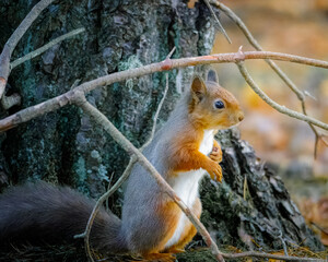 The Red Squirrel (Sciurus vulgaris), also called Eurasian Red Squirrel, storing nuts, Pow Hill Country Park, Consett.