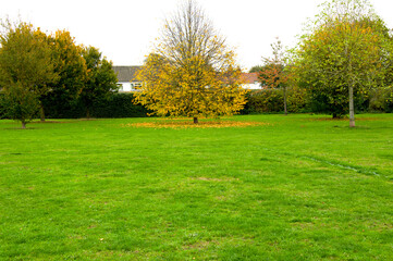 Yellow Autumn Tree in Park with Overcast Sky Background