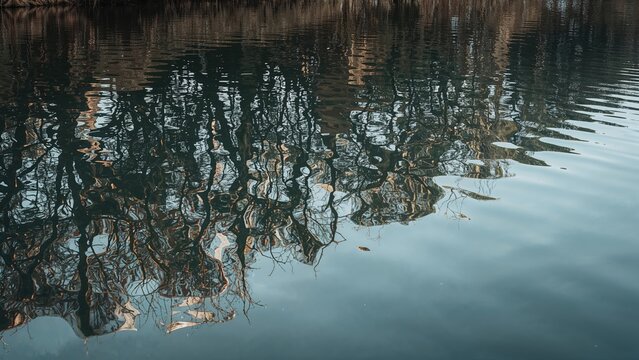 Reflections of leafless trees on calm water surface in autumn or winter season. Nature scene with water and tree branches. - Powered by Adobe