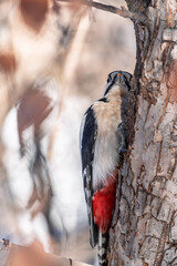 Little woodpecker sits on a tree trunk with snow in winter. The great spotted woodpecker, Dendrocopos major