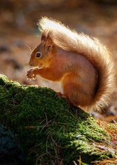 The Red Squirrel (Sciurus vulgaris), also called Eurasian Red Squirrel, storing nuts, Pow Hill Country Park, Consett.