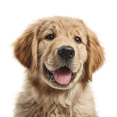 Illustration of a smiling, sitting, and cute Golden Retriever puppy.