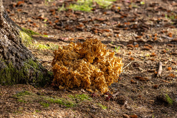 Cauliflower fungus growing at the base of a pine tree, with a shallow depth of field