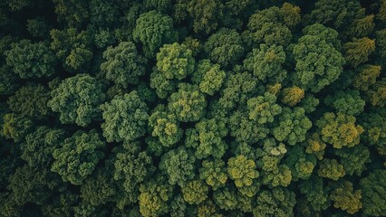 Naklejka premium Aerial view of a dense green forest with lush trees and foliage.