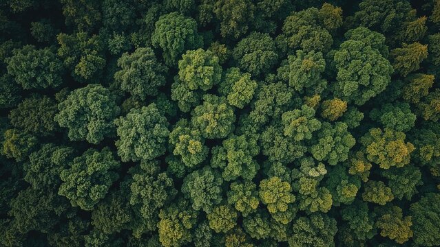 Aerial view of a dense green forest with lush trees and foliage. - Powered by Adobe