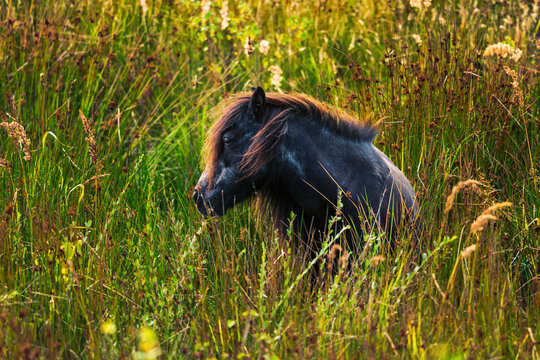 Ein schwarzes Pony steht im hohen, goldgr&uuml;nen Gras einer Sommerwiese. Warmes Sonnenlicht f&auml;llt auf seine M&auml;hne und betont die friedliche, nat&uuml;rliche Stimmung der Szene.