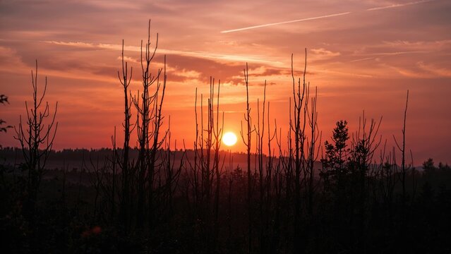 Sunset over a forest with bare trees during evening; warm and vibrant sky.