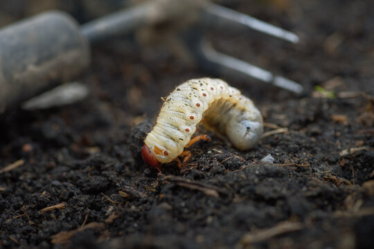 Cockchafer larvae. Close-up view of Maybug grub freshly dug out from the ground in the garden
