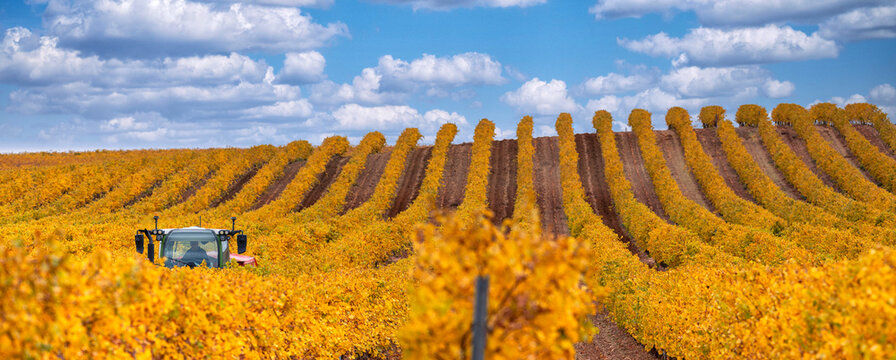 Tractor working among vineyards in autumn