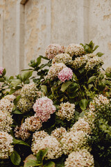 Hortensias fleurissant devant le mur du ch&acirc;teau 