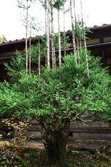 Japanese 'Daisugi'. A variety of Japanese cedar. A type of cedar that produces many trunks from a single stump. It has long been used in the construction of Japanese tea rooms.