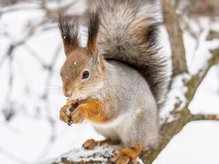 The squirrel with nut sits on tree in the winter or late autumn