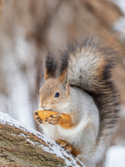 The squirrel with nut sits on tree in the winter or late autumn