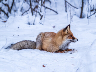 European Red Fox (Vulpes vulpes) in winter forest