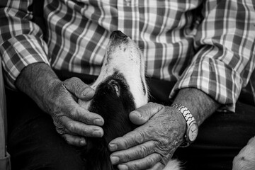 The old man's rough hands cuddles his beloved dog, who looks at him with devotion
