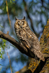 Obraz premium Tawny Owl Perched