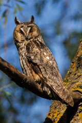 Majestic Owl Perched On Branch With Bright Orange Eyes