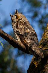 Owl Perched in Pine Tree Forest Scene