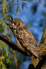 Obraz premium Majestic Owl Perched On Branch With Bright Orange Eyes