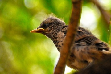 a young bird near the nest