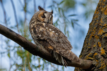 Owl Perched in Pine Tree Forest Scene