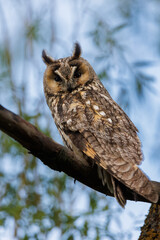 Majestic Owl Perched On Branch With Bright Orange Eyes