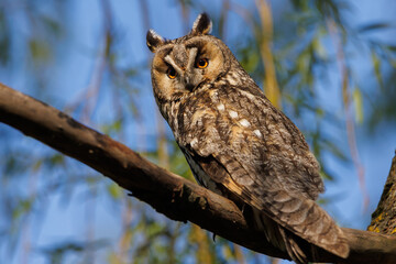 Owl Perched in Pine Tree Forest Scene