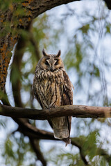 Owl Perched in Pine Tree Forest Scene
