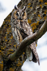 Majestic Owl Perched On Branch With Bright Orange Eyes