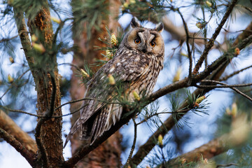 Owl Perched in Pine Tree Forest Scene