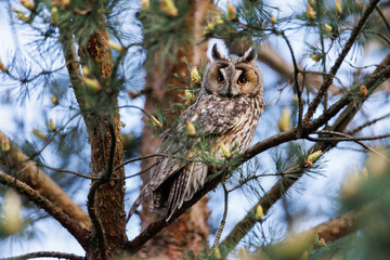 Majestic Owl Perched On Branch With Bright Orange Eyes