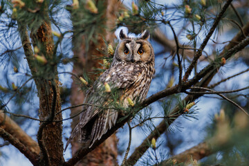 Majestic Owl Perched On Branch With Bright Orange Eyes