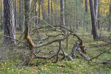 Obszary leśne w Nadwiślańskim Parku Krajobrazowym.