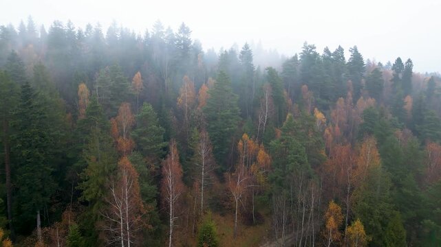 Dense Mixed Autumn Forest Shrouded in Thick Morning Fog and Mist. Rabka-Zdr&oacute;j, Poland