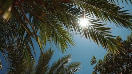 Fototapeta premium palm fronds under the radiant sun